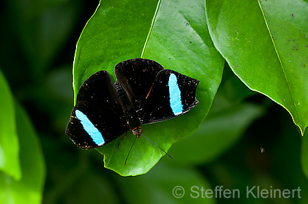 243 Gruenling - Nessaea batesii